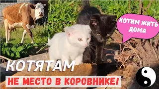 Спасение котят из коровника. Удивительные истории из жизни животных. Кошки Задонского монастыря.