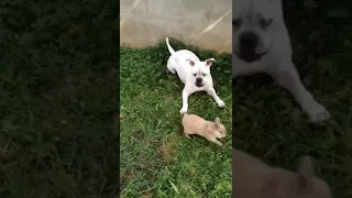 American bulldog vs rabbit