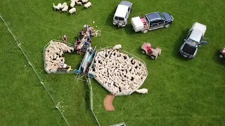 NZ sheep farming southland lambing/tailing 2017