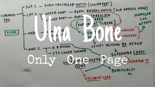 Ulna Bone - 2, External features ( CHART )