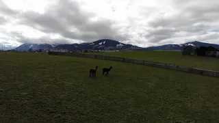 Alpacas on the Run Again...
