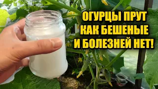 1 Литр под ОГУРЦЫ! Засыпят урожаем и желтеть не будут! Объясняю что внести чтобы куст огурцов попер!