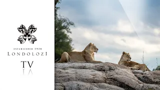 Virtual Safari: Ultimate Game Drive Highlights #129- Londolozi TV