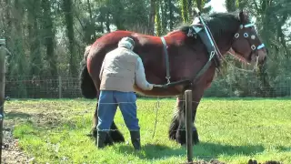 Strong and Well Trained Belgian Draft Horse at work