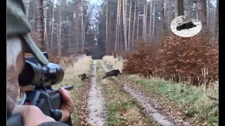 Wild boar hunting in December 2019 - BEST MOMENTS COMPILATION #1