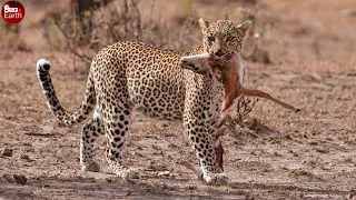 Aghast! Pregnant Impala Attacked by Leopard