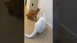 funny animal-funny cat and dog funny 🤣 🤣 😆 😆 animal video 2024 part 5