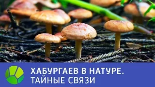 Тайные связи - Хабургаев в натуре | Живая Планета