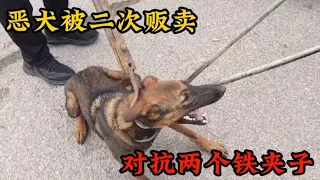 恶犬被二次贩卖，同时对抗两个铁夹子，被夹住狗脖后空翻扔出狗笼