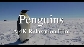 Penguins 4K - Relaxation Film with Peaceful  Music