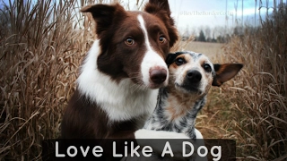 Positive anti discrimination Video  "Love like a Dog" #inspirational