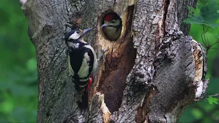 Buntspechte – Great spotted woodpeckers – Dendrocopos major (Wien, 13.05.2024)