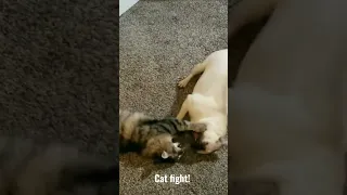 Cat fight! Well more like play time... lol. Pug puppy and cat play fighting