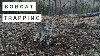 Bobcat Trapping 101