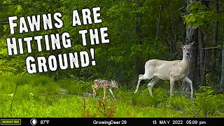 White-tailed Deer Fawns:  Naturally Camouflaged and Protected