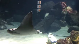 Sea Life Munich   Germany   Sharks   Fishes