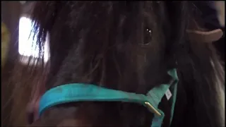 Mini horse joins New Orleans Police Department