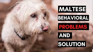 7 Common Behavioral Problems in Maltese Dog and How to Deal with them