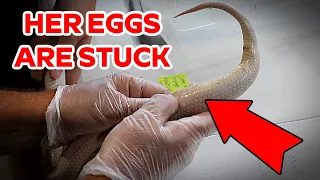 Removing Eggs From An Egg Bound Snake