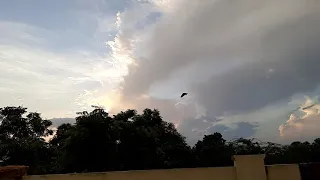Crow fly Slow motion.AmazingBirds