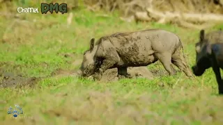 Lion vs warthog