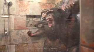 Chimpanzees Taking a Shower - Myrtle Beach Safari