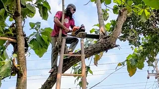 Cut down teak trees in a cassava plantation - split them with a homemade serkel machine