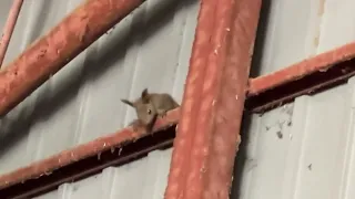 子リス発見🤗巣立ちも近いですね♪