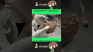 Anatomía de los Hemisferios Cerebrales.