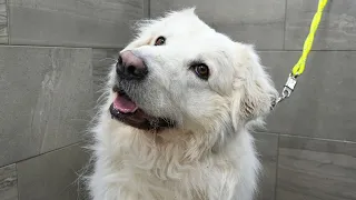 Beautiful Akbash/Maremma Farm Dog Transformation