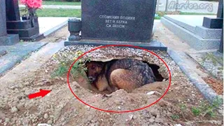 После похорон хозяина, собака поселилась рядом, то что было дальше поразило всех до слёз