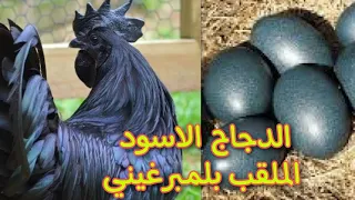 الدجاج الاسود للأغنياء فقط الملقب بدجاج  لمبرغيني