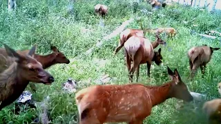 Mountain Music - Elk Herd Sounds