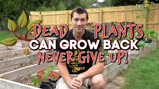 NEVER GIVE UP ON YOUR DYING PLANTS!! Even After They've "DIED"