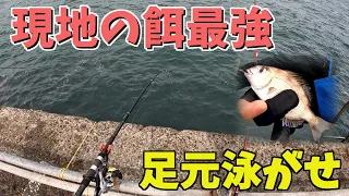 【泳がせ釣り】足元に垂らしたらとんでもない高級魚が釣れた！【鹿島港魚釣園】