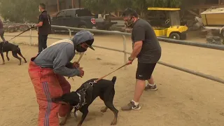 #1 Trainers of Dobermans for French Ring in the world.