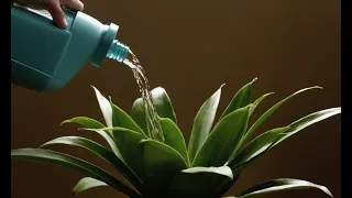 The Ultimate Guide to Watering: Never Kill a Plant Again!