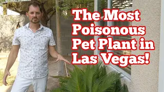 The Most Poisonous Plant to Dogs in Las Vegas - Sago Palm