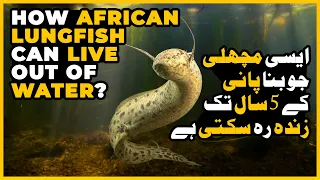 How African Lungfish Can Live Out Of Water | The African Lungfish | Underground Survivalist Fish