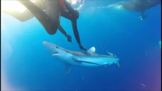 Non-invasive blue shark tagging Azores