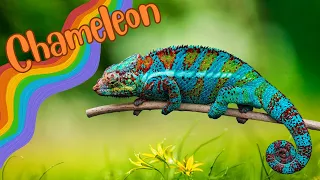 The Colorful World of Chameleons