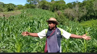 Así controlo plagas de tejones, mapaches y así se cortan los elotes🌽