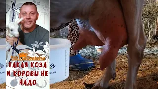 Как выбрать молочную козу при покупке? "Мое Подворье"
