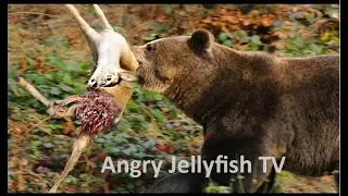 #19 UNCENSORED 18+ eaten ALIVE - Bear eating a baby deer alive brutally- Screaming -live feeding