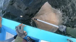 HANDLINE & ROD FISHING IN THE GULF OF PARIA! Using Cut Bait To Catch Our Food - Trinidad, Caribbean