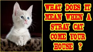 WHAT DOES IT SPIRITUAL MEAN WHEN STRAY CAT COMES YOUR HOUSE ?