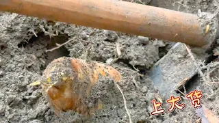 Can digging winter bamboo shoots be done by dropping and hoeing them? Professionals rely on experie