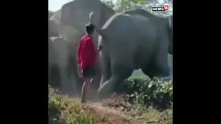 Elephant-Man Conflict Video Has Shocked The Internet | #Shorts #ViralVideo | Animal Video  News18