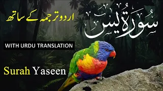 Surah Yasin ( Yaseen ) with Urdu Translation | Quran Tilawat Beautiful Voice | Hindi Tarjuma 104