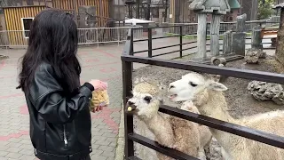 Крымский зоопарк | Окунитесь в мир животных